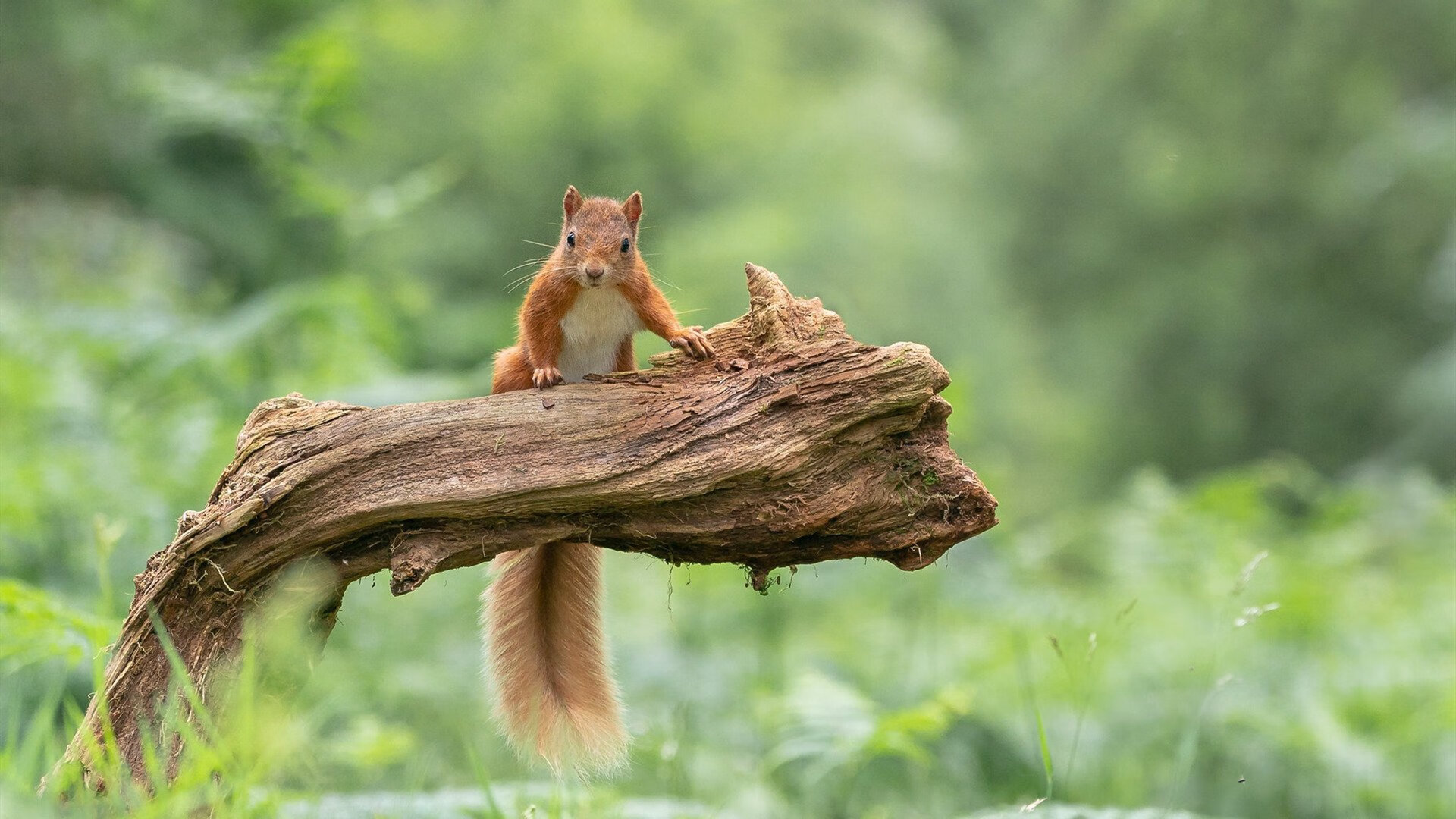 九游娱乐APP-高校体育赛事观众体验提升策略，高校体育赛事观众体验提升策略论文