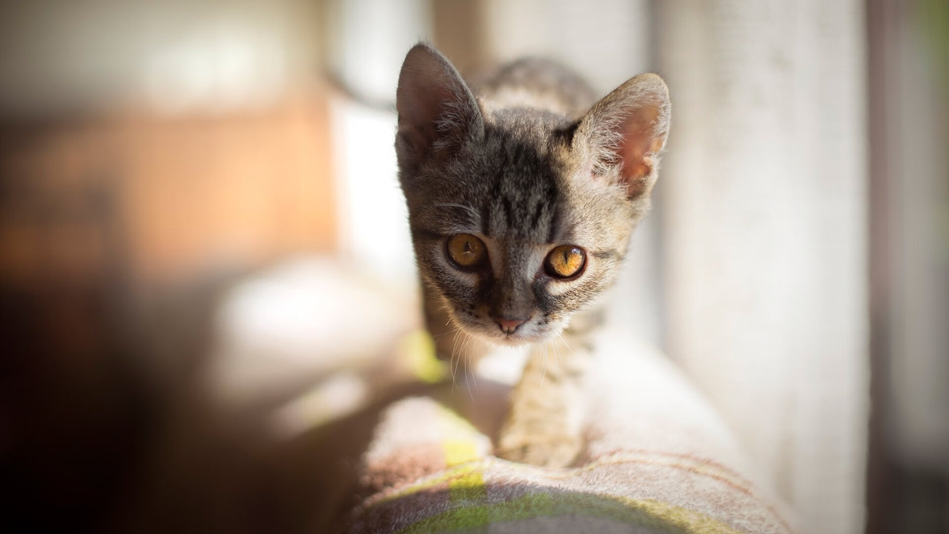 中国三人女篮攻防转换更加迅速,中国三人女篮水平