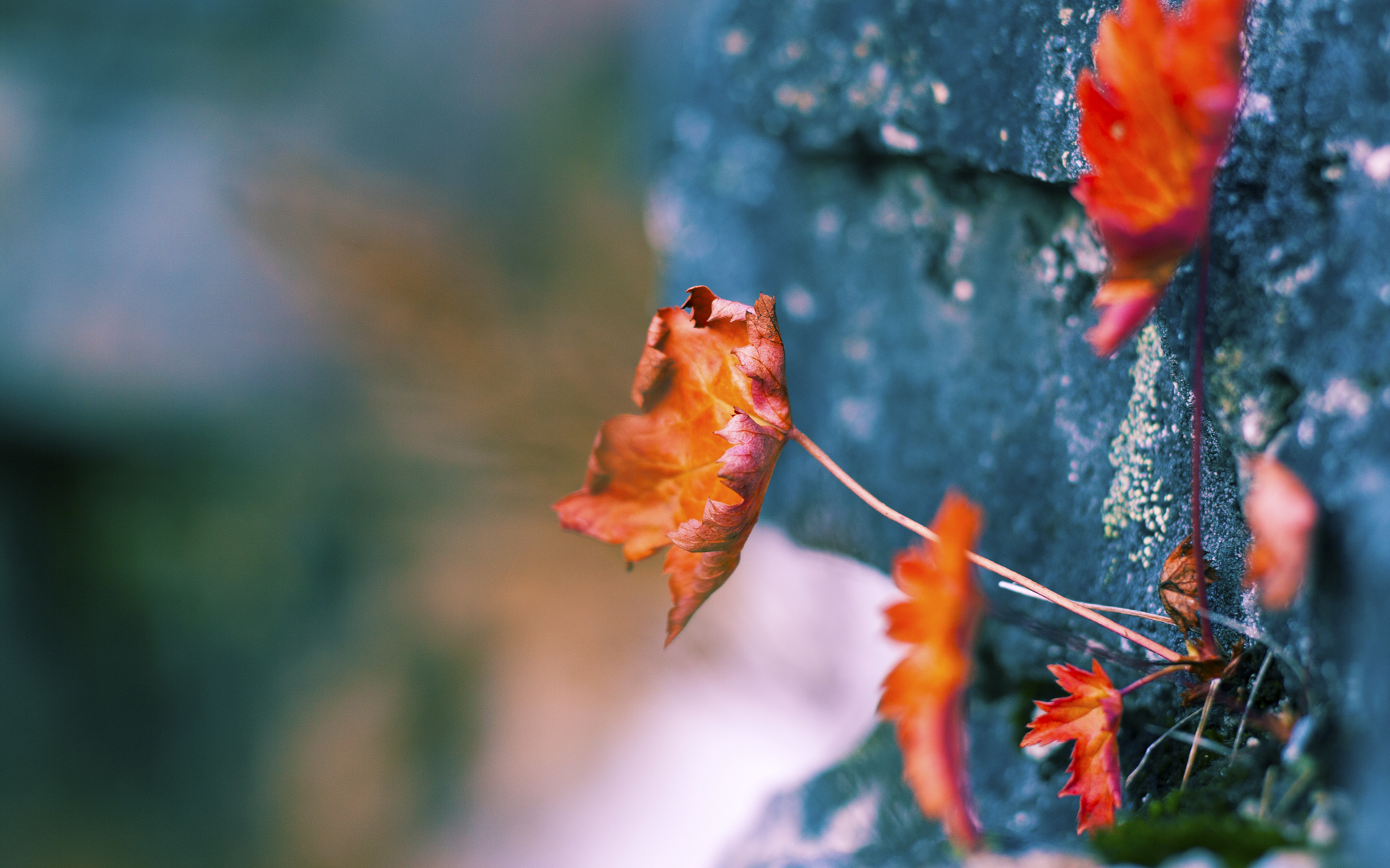 五大联赛高强度对抗是否提升比赛观赏体验,五大联赛水平最高的