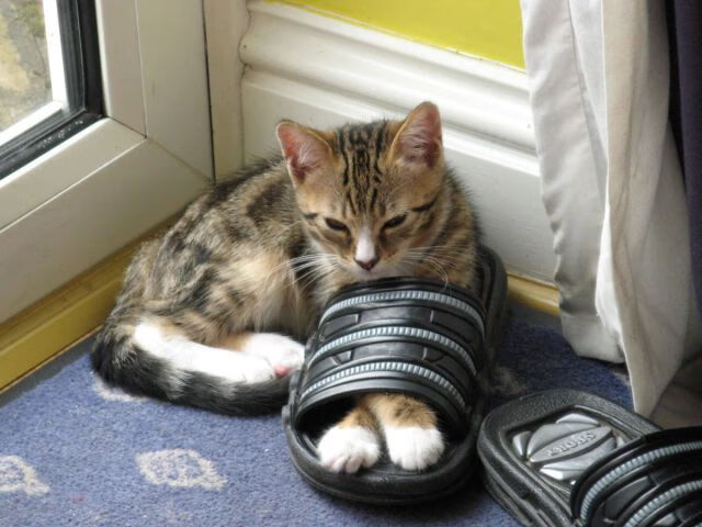 团体赛制下的澳大利亚队:如何通过策略迎接国际挑战,我要看澳大利亚国家队