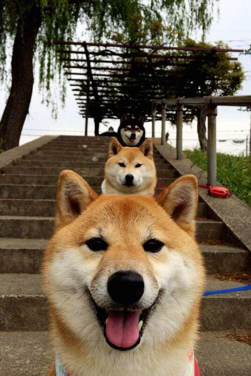 多特蒙德青春风暴持续搅动比赛节奏,多特蒙德年轻风暴