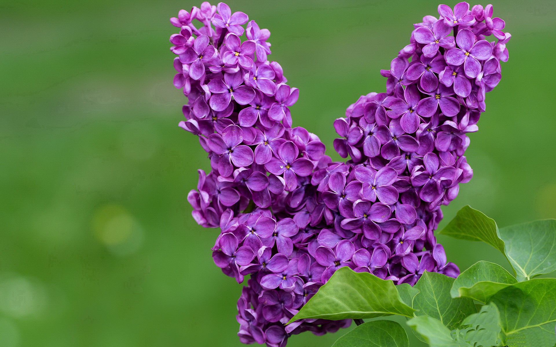 慢节奏阵容是否更依赖定位球和低位进攻,慢节奏类型的是