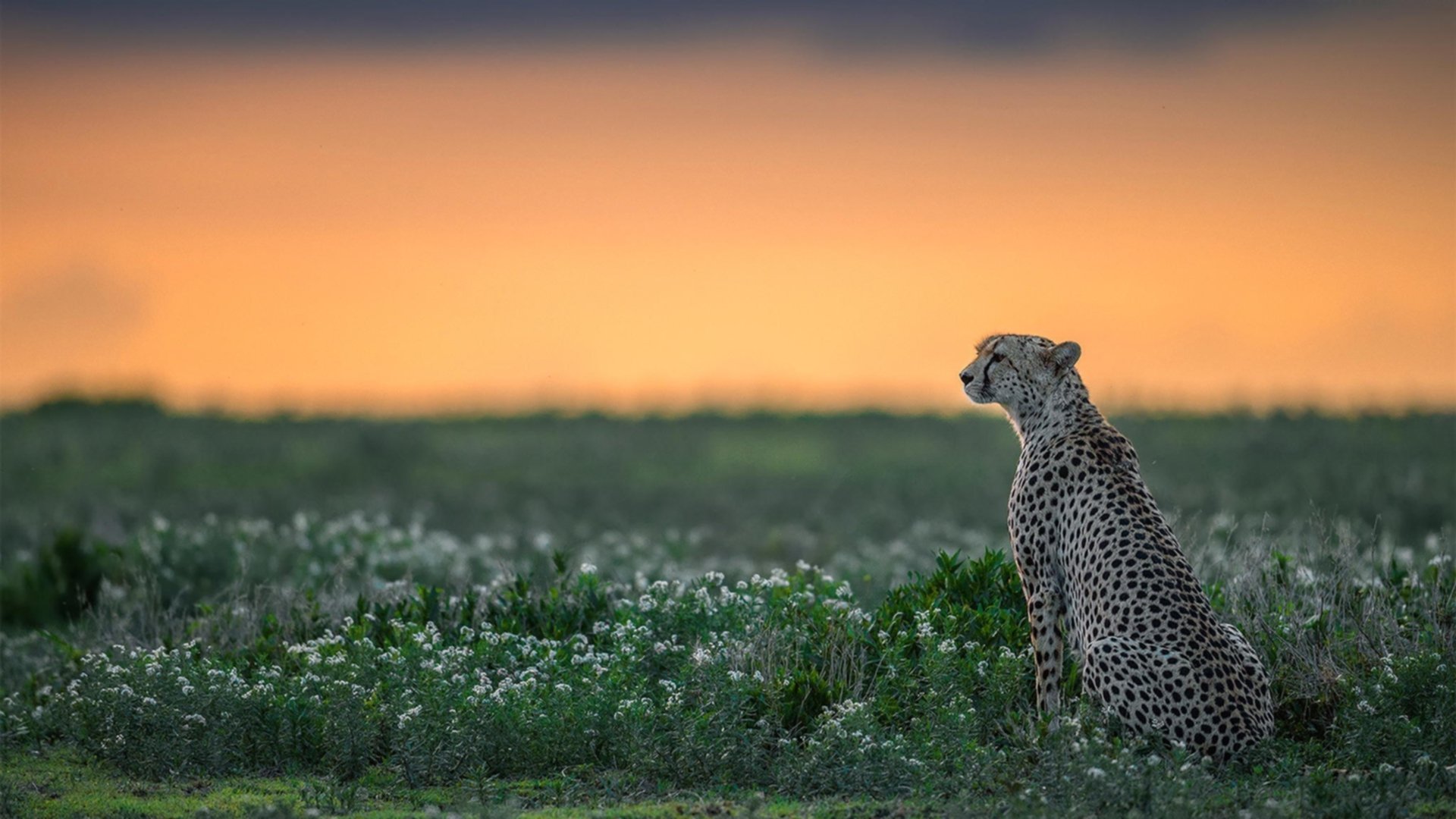 混合团体世界杯赛制解读:2024年国际乒联赛制解析,国际乒联考虑延期举办世乒赛
