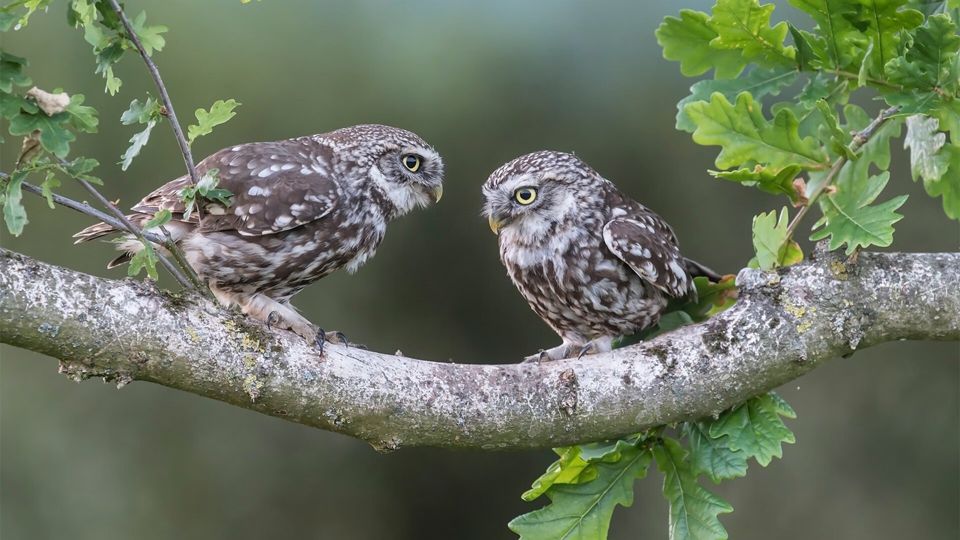 赛季尾声任务重要球员累积红黄牌策略调整