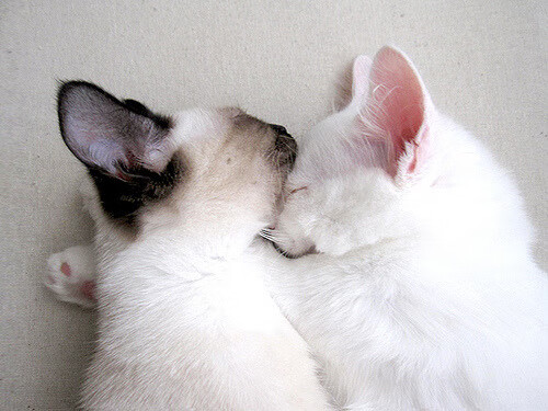 九游9游-里昂阵容厚度提升保障多线作战，里昂最强阵容