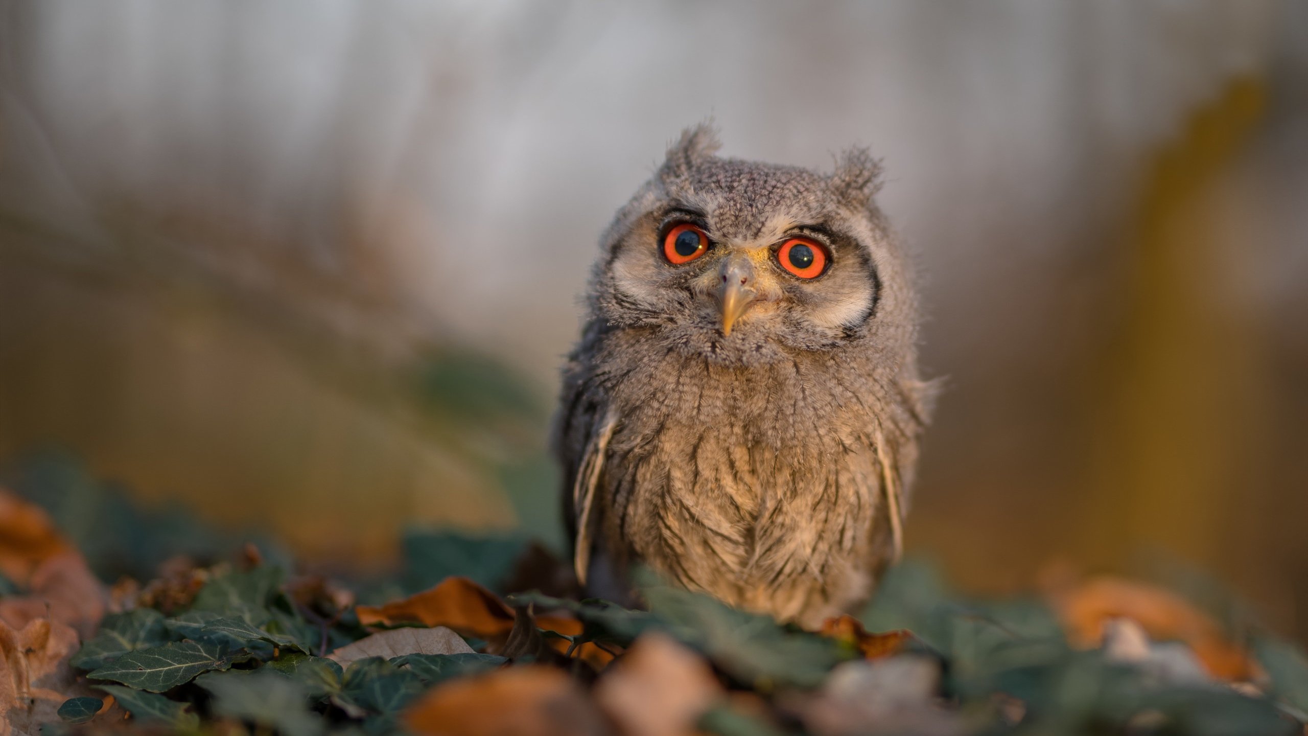 青少年体育赛事火爆激发运动热情,青少年体育项目