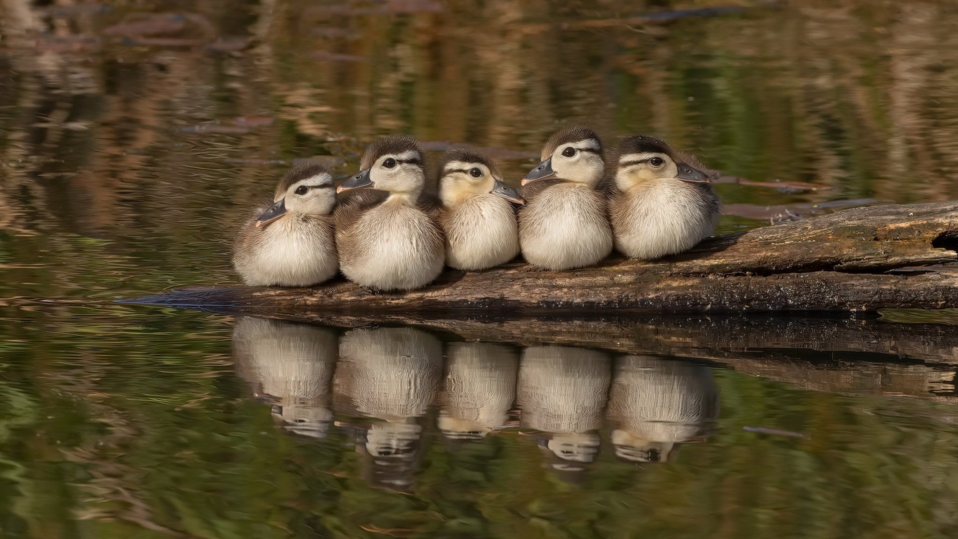 世界篮球锦标赛即将开启,全球最优秀球队齐聚一堂,争夺冠军荣誉