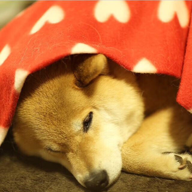 中国足球青训课程将视频反馈作为日常训练环节,中国足球青训补偿及培训费