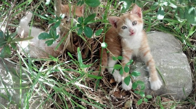 国家登山协会公布国家级技术评定标准及评分细则,国家登山证书