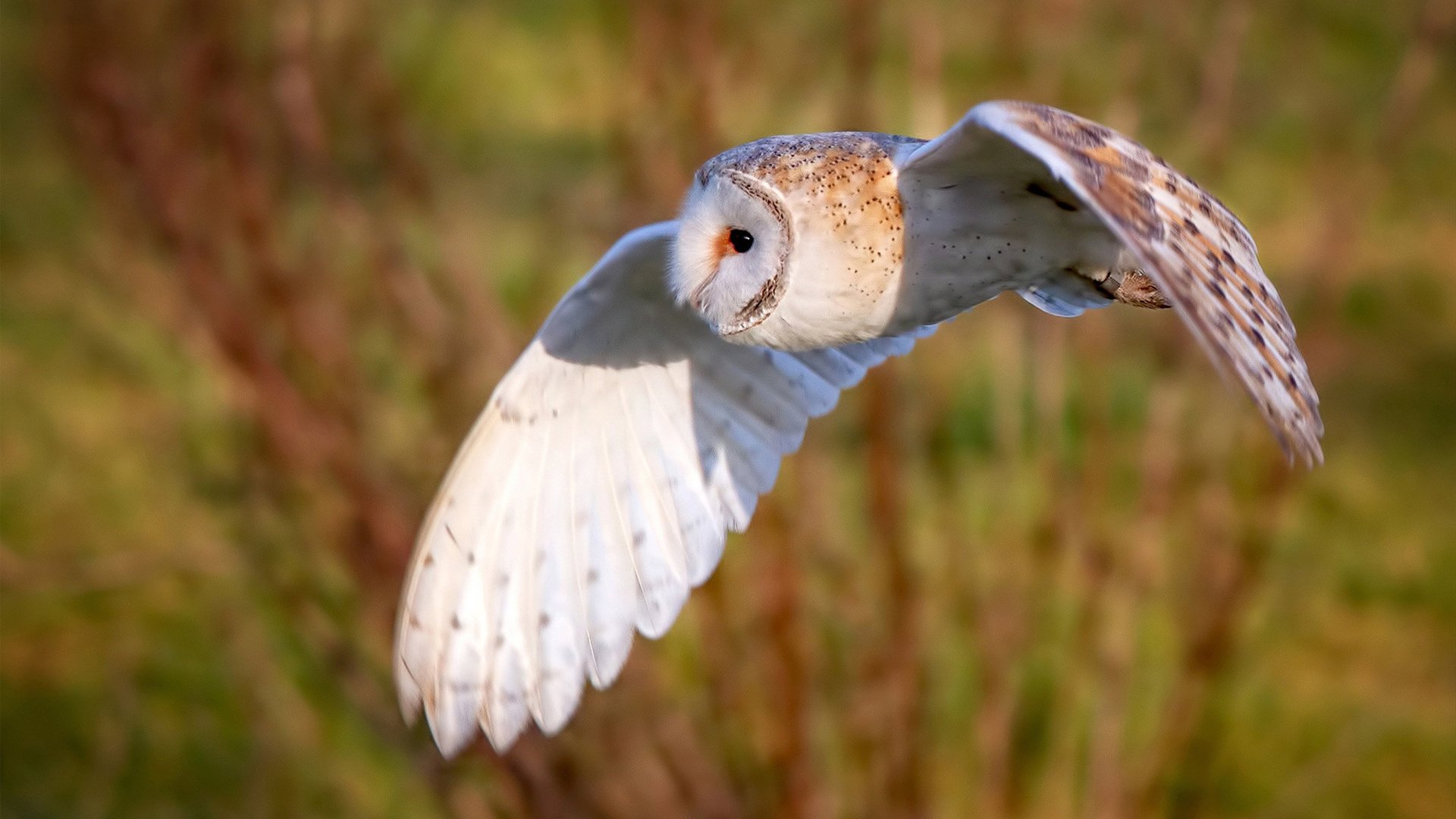 国家马术队发布新马匹引进计划通报,国家马术协会培训中心