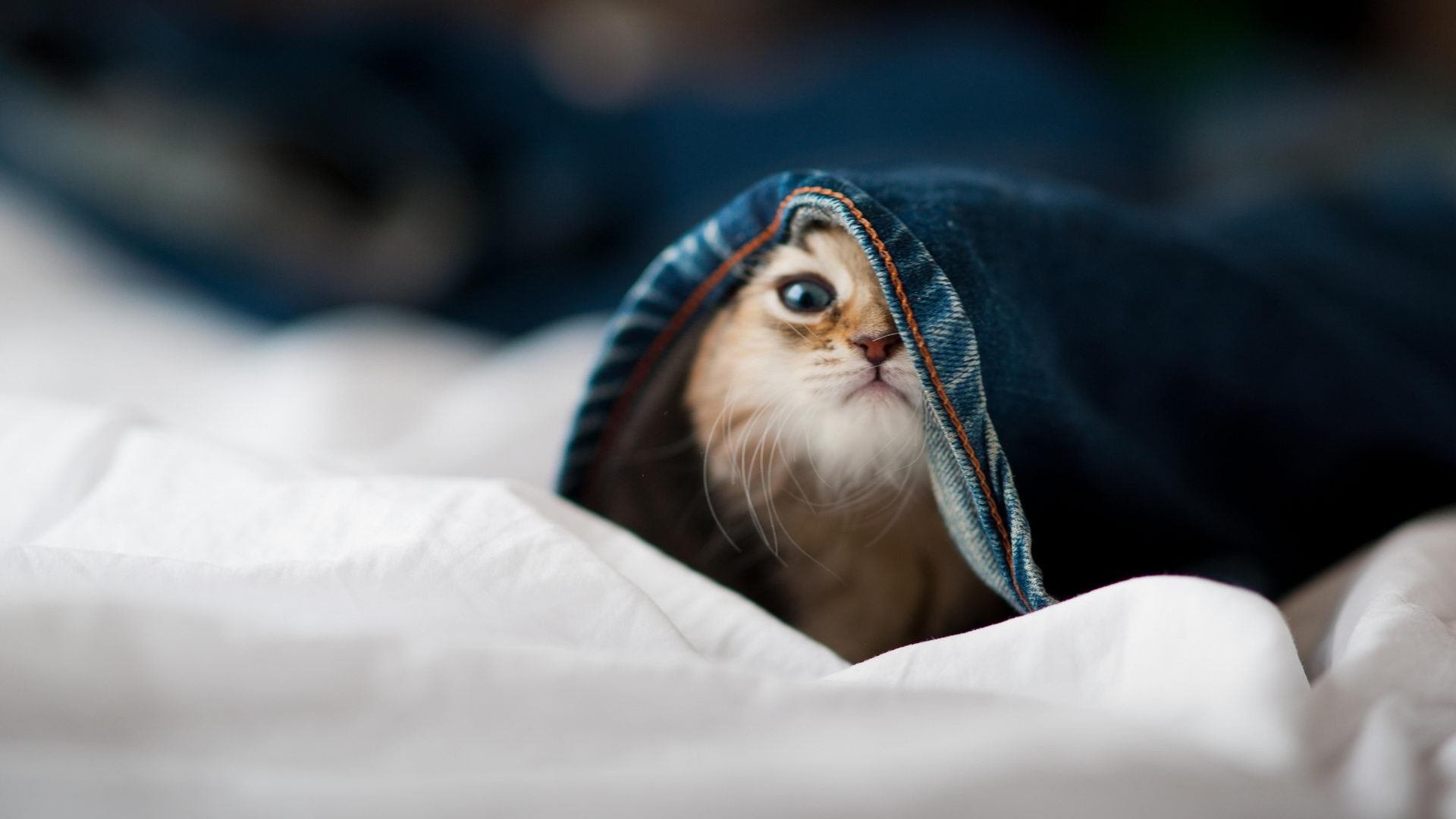 塞尔维亚男篮在欧洲预赛中持续奋勇,冲击奥运盛宴!,塞尔维亚男篮奥运预选赛