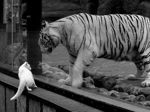 希腊女篮在欧洲大赛中夺冠,高手如云再创新辉煌,希腊篮球夺冠阵容