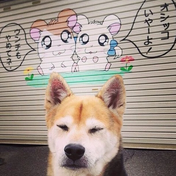 德甲迅猛攻防:节奏快,精彩无限!,迅猛突击